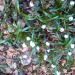 Blumen