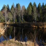 Wildrosenmoos P1100169 Wildrosenmoos